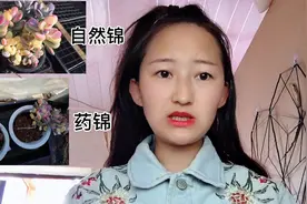 如何区分多肉自然锦和药锦？学会分辨才能不被多肉商家坑视频封面
