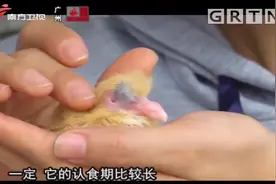 我爱返寻味：鸽子是晚成鸟，出生几天才开眼？一起来看看吧