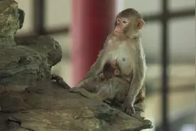 新生猴宝宝依偎在妈妈的怀抱，大宝和妈妈互相清理毛发的感人场景