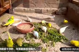 最受欢迎的鹦鹉：“虎皮鹦鹉”价格便宜易饲养，你想养一只吗？视频封面