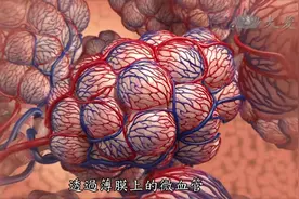 人体奧秘系列，我从没想过呼吸如此重要，直到氧气进入我的身体！