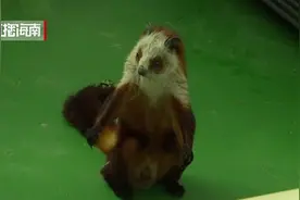 海口仓库闯来神秘小动物，或为外来物种