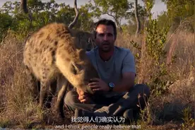 鬣狗和成年人站一起，对比看下体型大小一目了然，咬合力惊人