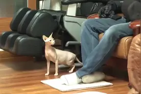 平时性格温顺的猫咪，突然发疯攻击主人，最后终于找到原因视频封面