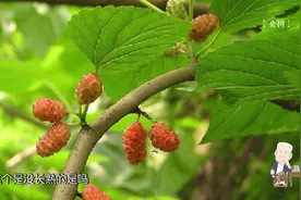 蚕除吃桑叶还是可以吃什么呢视频封面