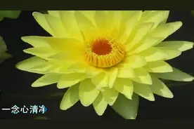 《莲花亭》《莲花》《我爱秋莲》等十首好听有关莲花的歌曲视频封面