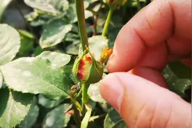 月季花苞为什么打不开？一般有3种原因，看看你的月季属于第几种视频封面