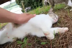 猫咪眉头一皱,发现这个铲屎官手法并不熟练，转身跑开