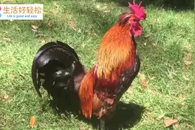 反转大公鸡追人的时候搞笑视频视频封面