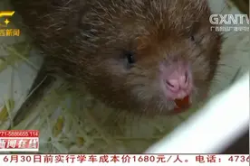 养殖户们注意！广西公布竹鼠、豪猪、海狸鼠等补偿标准，赶快看看视频封面