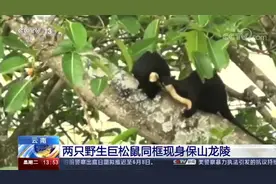 松鼠界的巨无霸！两只野生巨松鼠同框现身 上蹿下跳忙着找果实视频封面