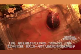 土霉素治愈黄缘闭壳龟龟苗肺炎案例讲解「龟谷鳖老」