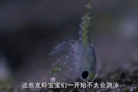 蓝色星球：刚出生的螃蟹是个素食者，成年后的螃蟹变成肉食动物