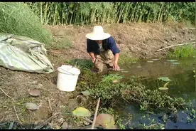 放鳝鱼教学，注意这几点。鱼塘里的鳝鱼一条都跑不了视频封面