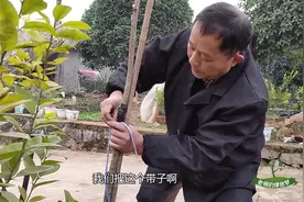 竹竿加胶带，歪树一年就变直，这什么原理？老杨分享修剪经验