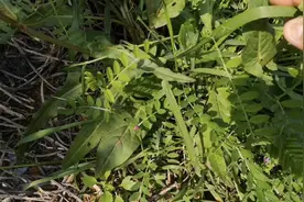 吃可缓解小便不畅，外敷可止血，酸模大家认识吗