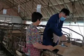 王常输的徒弟来猪场干活，大妮手把手教扎针，多一个人轻松多了视频封面