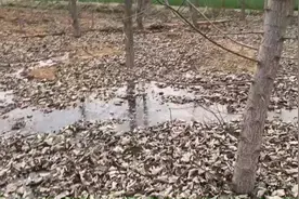 农村小伙用一种“水”来浇灌树地，大树长得又快又旺视频封面