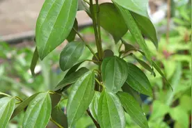 掌握这2点，平安树株型健壮，叶子常年绿油油视频封面