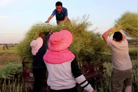 表妹开着三轮车在地里拉油菜。视频封面