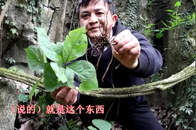 打得周身垮，离不开四块瓦。今天去看一看这位神奇的草药四块瓦！