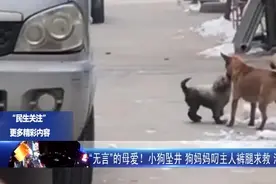 小狗坠深井狗妈妈求救，爱子心切感动救援人视频封面