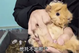 养殖荷兰猪怎样分公母，越小越难分，杨小告诉你小技巧一看就懂了