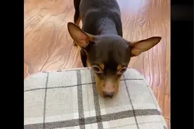 鹿犬啵啵乐让主人帮它掏耳朵，它的做法好聪明，网友：智商逆天了