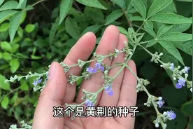 黄荆的观赏价值很高，而且药用价值也不错，泡粽米吃也很香视频封面