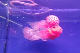 鸿运当头 好运自然来 鸿运罗汉鱼 请您欣赏视频封面