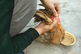 家里养的鸡被黄鼠狼咬残了