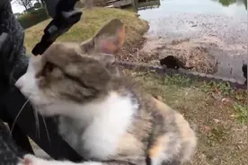 这公园猫咪怎么总往人身上爬视频封面