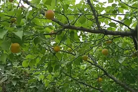 甘肃平凉市灵台县牛心杏农村现状你愿意改变吗