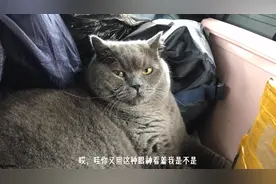 带猫自驾西藏，刚上车就觉得问题大了，看来真的要变成“毛人”了