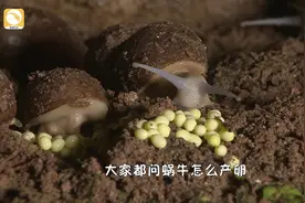 蜗牛产卵全过程！高清记录这不同寻常的“爱情结晶”