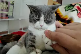 主人一直摸猫咪的脚，猫咪伸出爪子想打主人，想了想还是算了视频封面