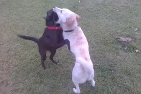 拉布拉多脾气虽好，打起架来可一点都不弱！视频封面