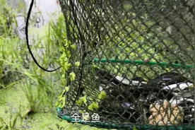 河边刮大风鱼儿都躲在水草里，农村小伙巧用玉米粉作饵，收获惊人视频封面