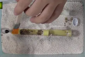 宠物蚂蚁故事：收获蚁 也叫 工匠收获蚁，宠物蚂蚁饲养视频