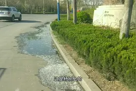 清明过后，杨树绒漫天飞舞的危害开始了吗?你们那有这树吗?