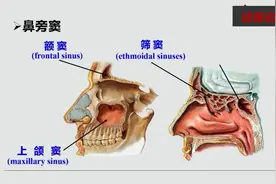鼻腔和口腔的详细解剖      难得详细讲解