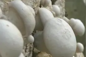 白灵菇如何种植？这些技术要点请收下视频封面