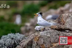 浙江海岛最诗意临时工招募 每天面朝大海听海涛鸟鸣视频封面