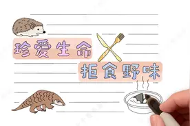 简单漂亮的拒食野味手抄报模板，保护野生动物人人有责，快收藏