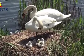 白天鹅繁殖纪实，从孵化到离巢下水觅食。