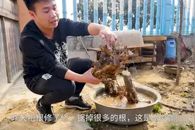 裸根移栽老办法，方法简单成活率高，百试不爽视频封面