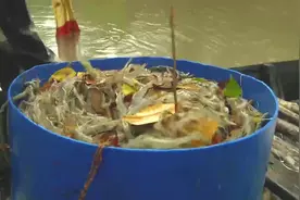 用特制药水诱捕鱼虾，超级简单收获满满