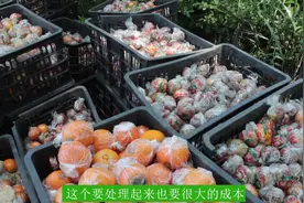 湖南怀化，为什么市面上橘子价格偏贵，产地却卖不出去？视频封面