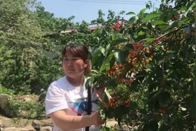 山东泰安徂徕山樱桃熟了，山上路边樱桃没人摘，游客随便吃视频封面