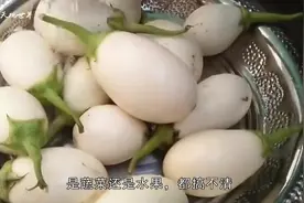 国外女子在农场看到树上长满“鹅蛋”，得知真相后，决定来中国